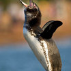 Galapagos Penguin
